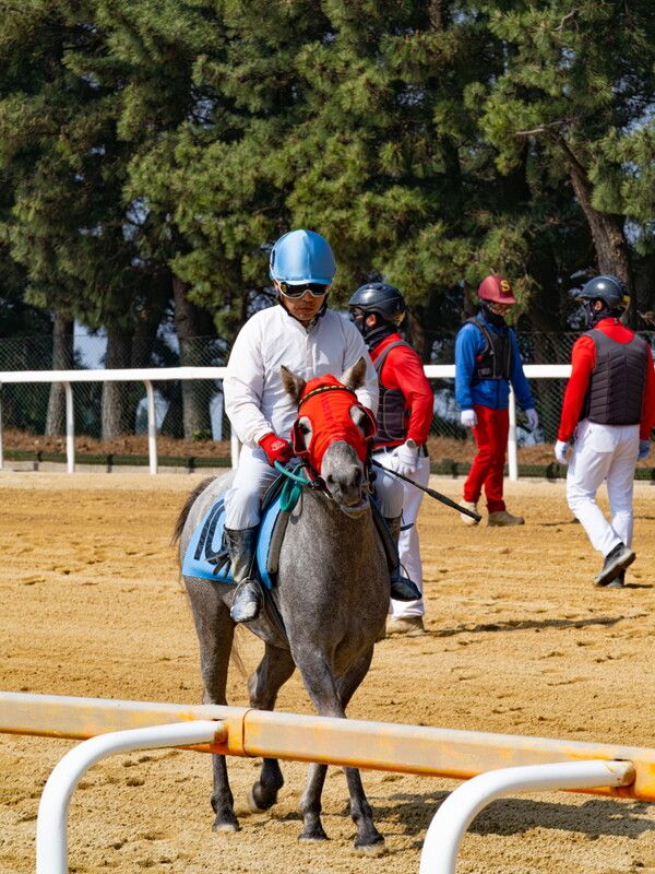 카메라를 응시하는 제주마. /한국마사회 제공