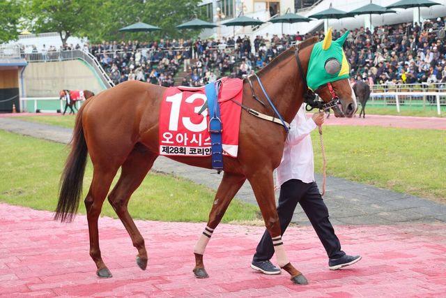 오아시스블루. /한국마사회 제공