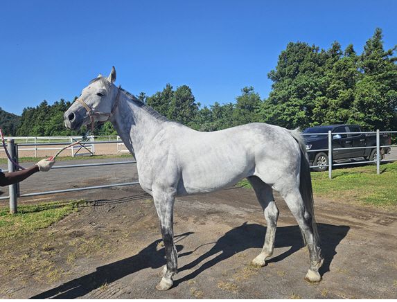 6번째 명예경주마 '모르피스'. /한국마사회 제공