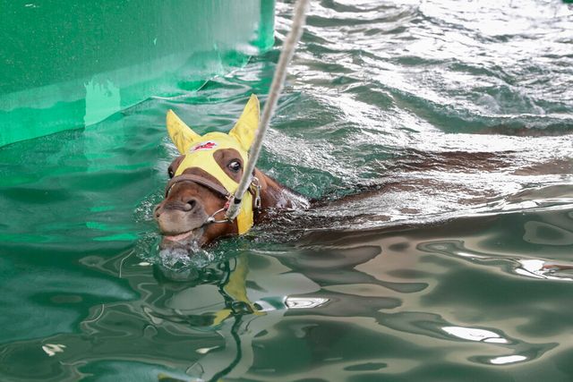 말이 수영을 즐기며 더위를 피하고 있다. /한국마사회 제공