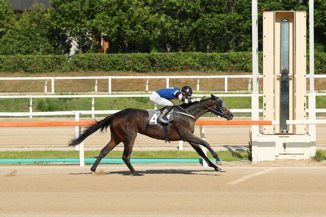 '사탕소녀'가 스포츠동아배에서 결승선을 통과하고 있다. /한국마사회 제공