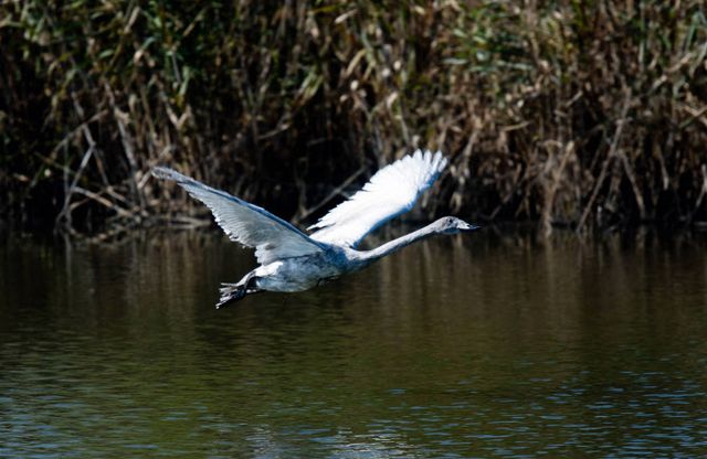 2023년 6월 에버랜드에서 태어난 큰고니 ‘여름’. /에버랜드 제공