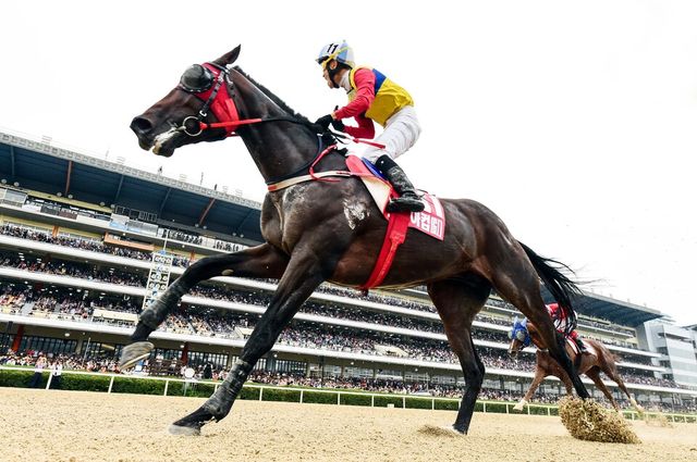 2019년 코리아컵 우승마 '문학치프'와 문세영 기수. /한국마사회 제공