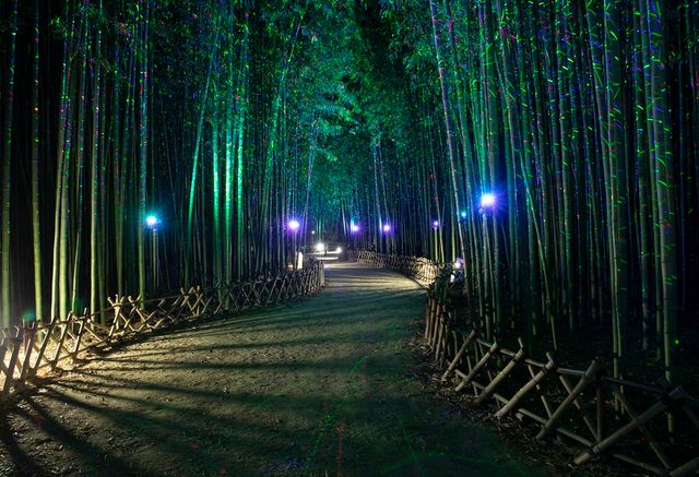 울산 태화강 십리대숲 은하수길. /대웅 제공
