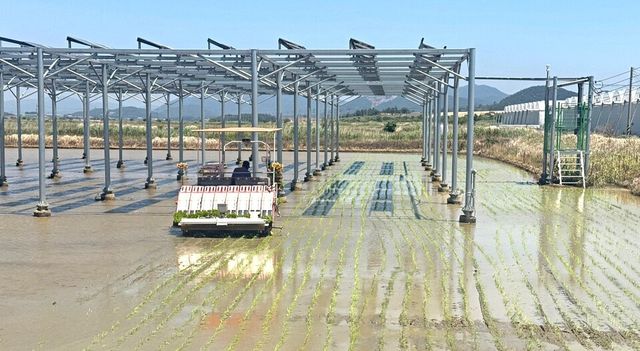 전남 해남군 산이면 간척지 내 벼 재배지에 설치된 영농형 태양광 실증 단지/해남군 제공