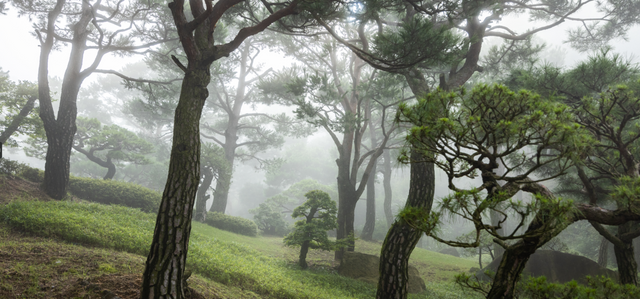 화담숲 모노레일을 타고 정상에서 하차 후 소나무정원까지 시원한 숲속 바람을 만끽할 수 있다. /곤지암리조트 제공