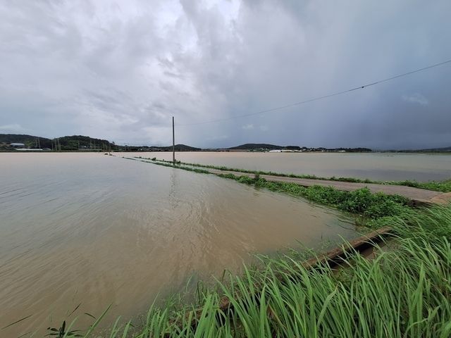 지난 19일 오후 전남 영광군 군서면 논이 폭우에 침수돼 있다./연합뉴스