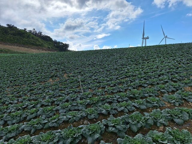 강원도 고랭지배추 재배지 전경.
