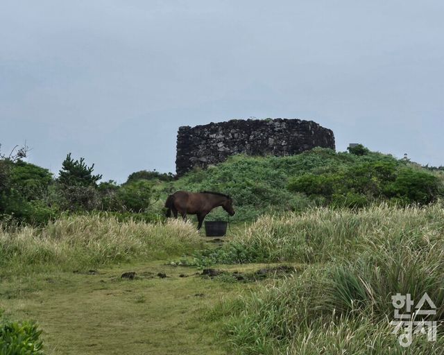 섭지코지에서 마주한 제주 조랑말과 그 뒤 협자연대의 모습. /박종민 기자