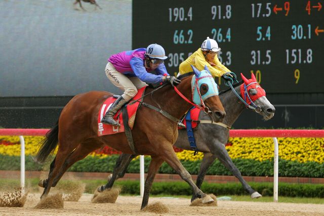 루나. /한국마사회 제공