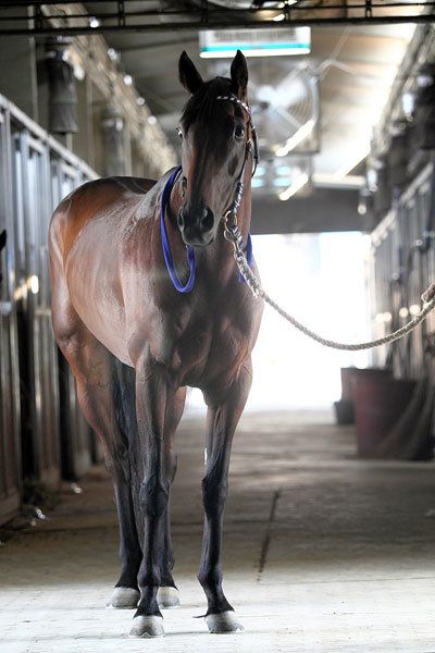 차밍걸. /한국마사회 제공