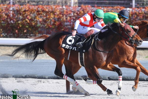 치카파. /한국마사회 제공