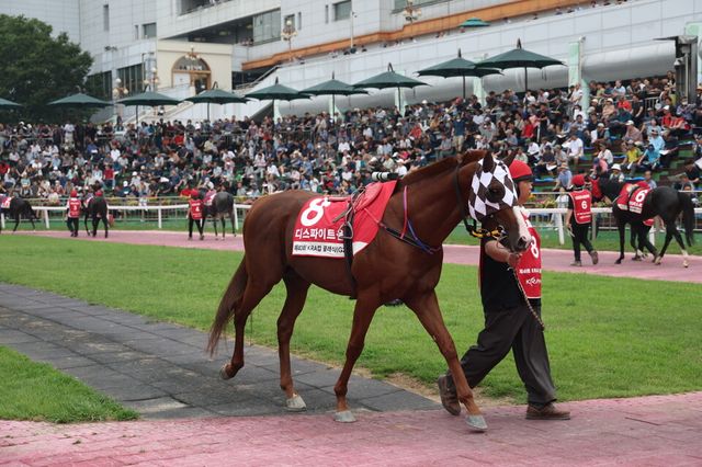 디스파이트윈. /한국마사회 제공