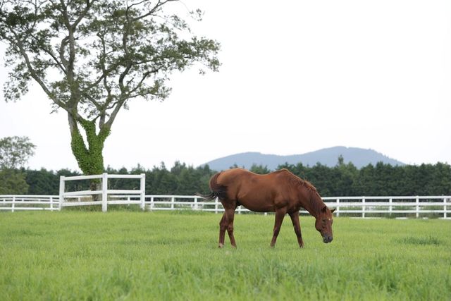 제주목장에서 풀을 뜯고 있는 씨수말. /한국마사회 제공
