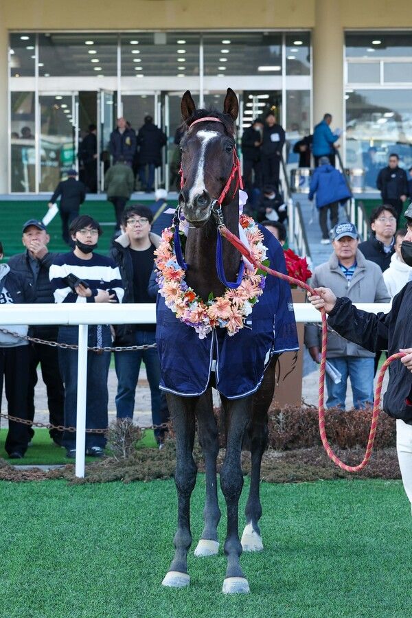 세계일보배를 우승한 '스피드영'. /한국마사회 제공