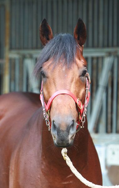석세스스토리. /한국마사회 제공