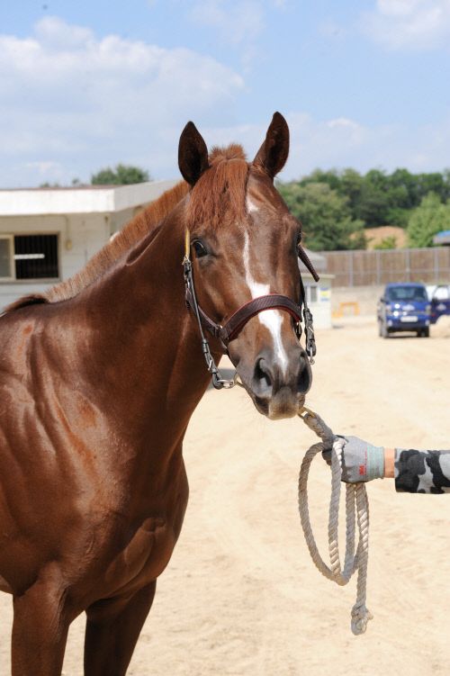 천구. /한국마사회 제공