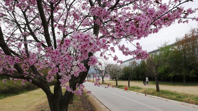 4-1 미사경정공원 겹벚꽃, 겹벚꽃은 일반 벚꽃보다 약 2주 정도 늦게 개화한다.
