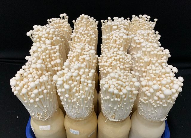 사과 전정가지 배지.