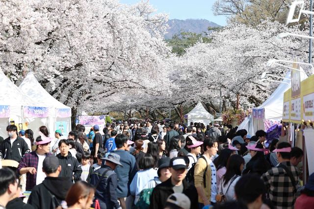 (기획2)(사진1) 렛츠런파크 서울 벚꽃축제 馬시멜로 현장