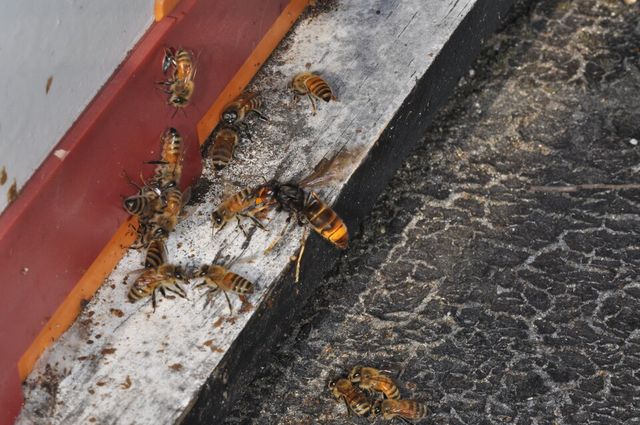 등검은말벌이 꿀벌을 공격하는 장면. /사진=농진청