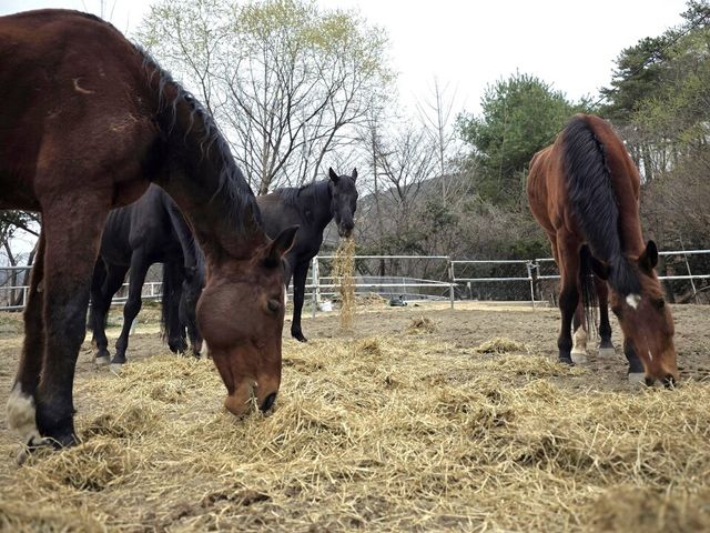 말들이 이탈리안 라이그라스 열풍건초 사료를 먹고 있다. /한국마사회 제공