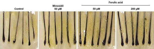 LG생활건강 제공