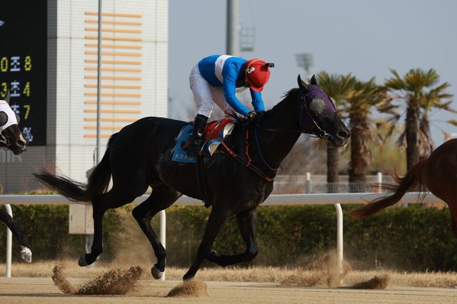 (기획1)(사진1) 퍼니와일드_사진은 KRA컵마일 우승(1관문)