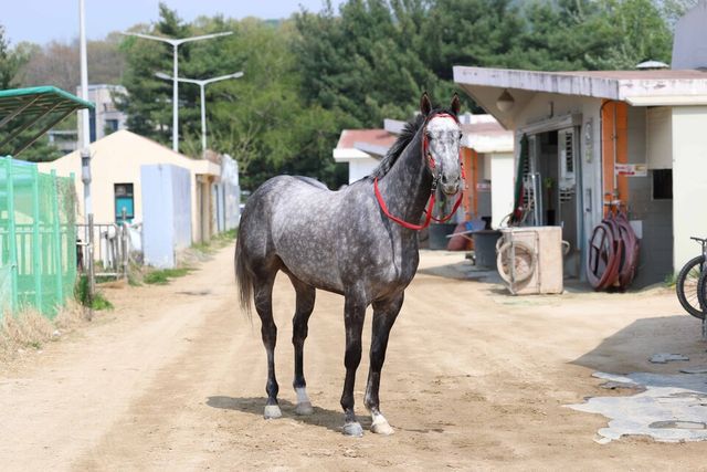 (기획1)(사진3) 라이브스타