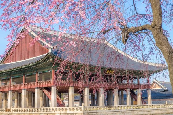 수양벚꽃 드리운 경회루. /서울관광재단 제공