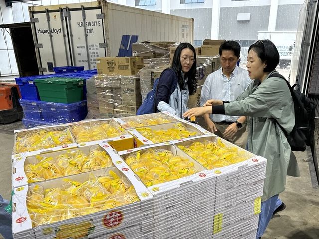 CA선박기술 적용 싱가포르 수출 참외 현지 도착 장면. /사진=농진청