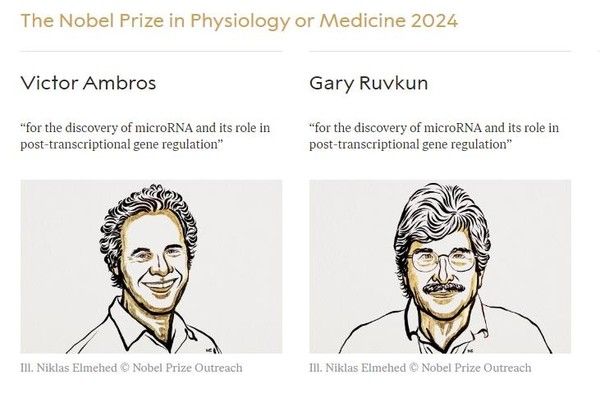 사진=&nbsp;노벨위원회 홈페이지 캡처 (스웨덴 카롤린스카 연구소 노벨위원회는 유전자 조절에 핵심적 역할을 하는 마이크로 RNA를 발견한 공로를 인정해 올해 생리의학상 수상자로&nbsp; 미국 생물학자 빅터 앰브로스(70)와 게리 러브컨(72) 두 사람을 선정했다고 7일(현지시간) 발표했다. 수상자는 상금 1100만 스웨덴 크로나(약 13억4천만원)을 나눠 받는다.)