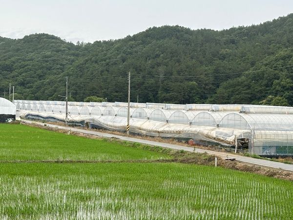 수해 피해로 토사가 뭍어 있는 비닐하우스. 이주빈 촬영