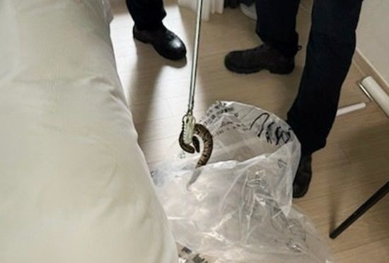 사진= 강원도소방본부