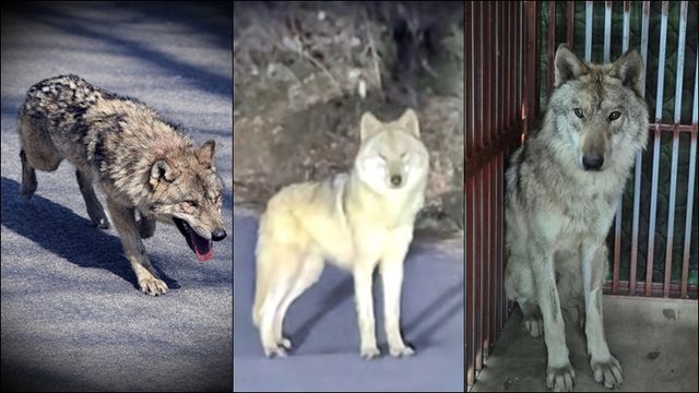 "즐거웠어요, 열흘간의 숨바꼭질."