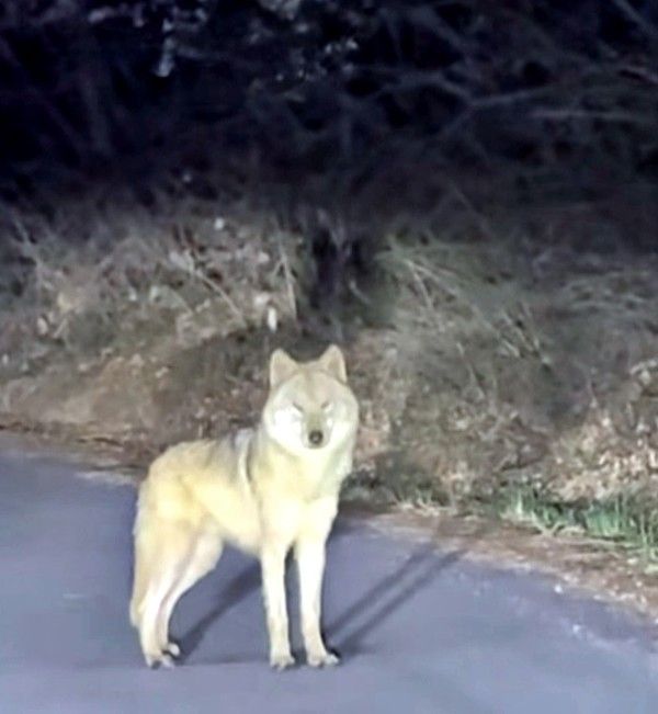 지난&nbsp;13일 밤 10시 43분께 대전시민 강준수 씨가 촬영한 늑구.