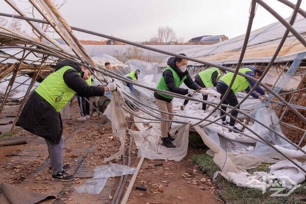 이석용 NH농협은행 은행장 및 임직원들이 13일 경기 광명시 폭설피해농가를 찾아 하우스 보수작업을 하고 있다 [NH농협은행]