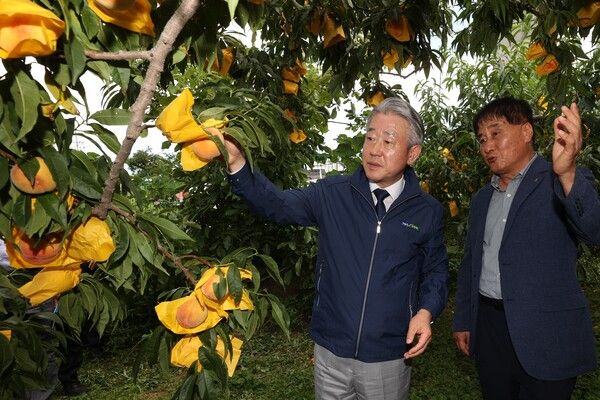 강호동 농협중앙회장(사진 왼쪽)이 1일 강원 양양군 복숭아 농가를 방문하여 생육 동향을 점검하고 농가 애로사항을 청취하고 있다 [농협중앙회]