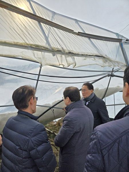 31일 대설 피해 비닐하우스 농가를 찾은 지준섭 농협중앙회 부회장이 피해상황을 점검하고 있다. [농협중앙회]