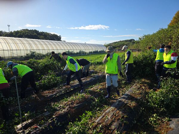 농협은행 리스크관리부문 임직원들이 인천&nbsp;검단지역 농가를 찾아 수확 후 농가재정비를 통한 일손돕기를 실시하고 있다. [NH농협은행]