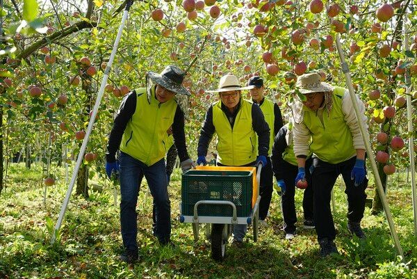 NH농협금융은 21일 경기 포천시 일동면에서 수확철을 맞아 농촌 일손돕기를 실시했다. 박성헌 경영지원부장(왼쪽에서 첫 번째), 이재호 부사장(왼쪽에서 두 번째)이 사과 수확 및 낙과 수거 작업을 하고 있다. [NH농협금융]