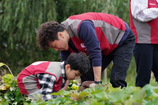 롯데건설 ‘샤롯데 봉사단’이 텃밭에서 고구마를 수확하고 있다. [롯데건설]