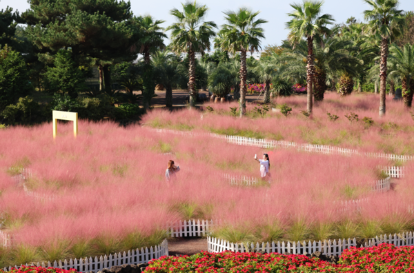 제주&nbsp;서귀포시 남원읍 휴애리 자연생활공원 핑크뮬리 정원