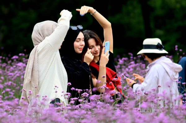 지난 4일&nbsp;강원&nbsp;인제군 북면 용대관광지 일원에서 열린 '인제 가을꽃축제'에서 외국인 관광객들이 꽃길을 거닐며 추억을 쌓고 있다. [인제군]&nbsp;