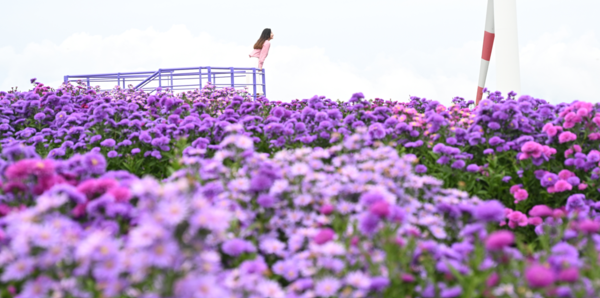 경남&nbsp;거창군 감악산 풍력단지 인근에 보라색 아스타 국화꽃이 활짝 피어 있다.[경남&nbsp;거창군]&nbsp;