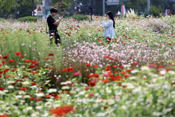 종로구 열린송현 녹지광장에 코스모스가 피어있다. [연합뉴스]&nbsp;