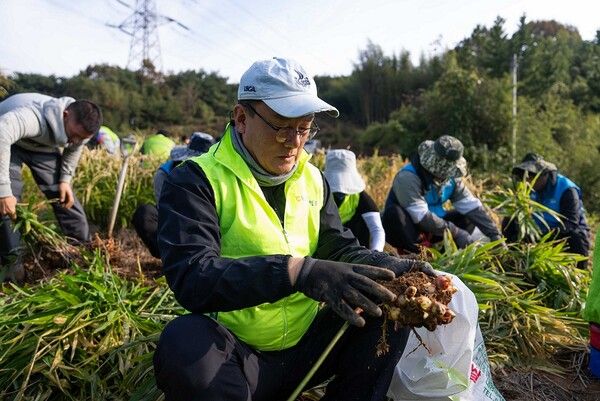 최동하 수석부행장(가운데)을 비롯한 농협은행 임직원들이 6일 충남 서산 생강 재배농가를 찾아 일손을 도왔다. [NH농협은행]