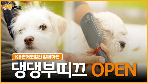 KB손해보험, 신규 유튜브 콘텐츠 '댕댕부티크' 공개. [KB손해보험]