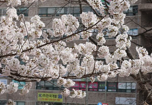 25일 부산 북구 시 교육청 학생예술문화회관 앞 소공원에 활짝 핀 벚꽃 나무. [연합뉴스]&nbsp;