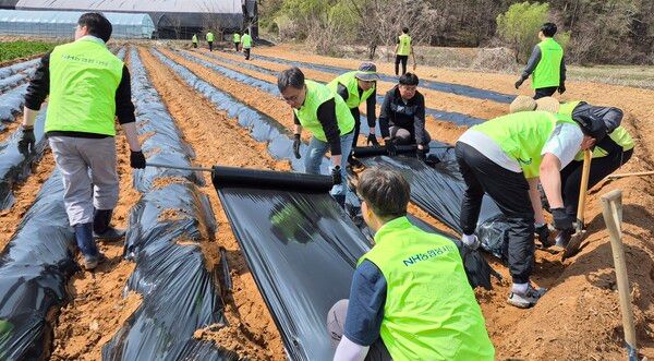 장성원 회원지원부장 등 농협중앙회 회원지원부 직원 20여명이 16일 고구마 밭 비닐 씌우기 작업 등 농가 환경 정비 작업을 하고 있다. [농협중앙회]